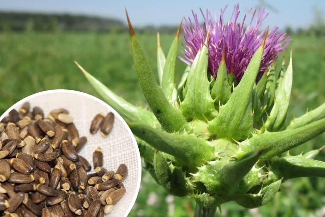 Jak zażywać ostropest plamisty? Odkryj dawkowanie i formy stosowania