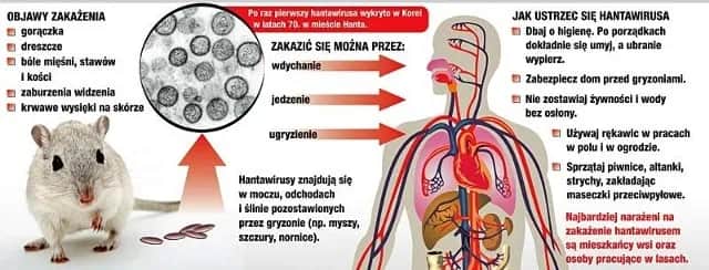 Gorączka krwotoczna objawy: Jak rozpoznać groźne symptomy?