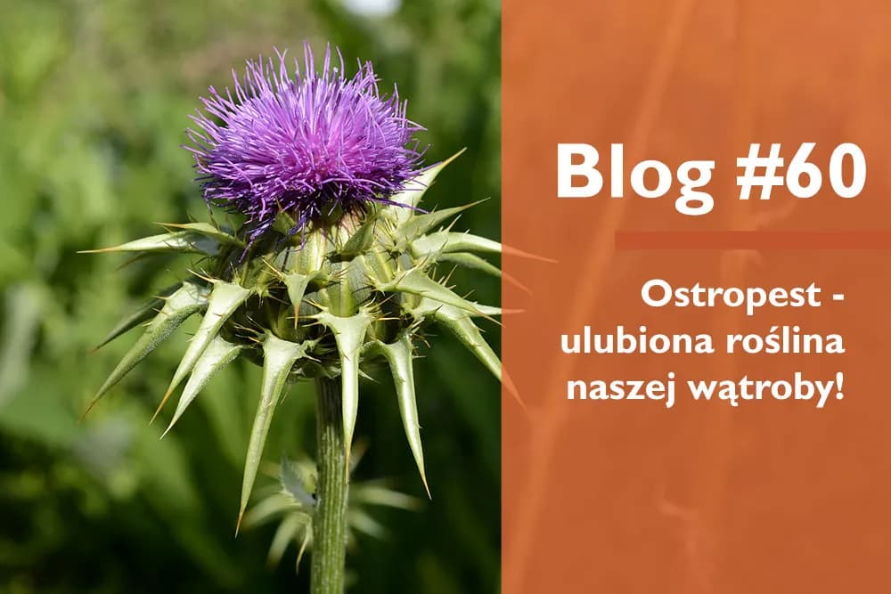 Jak zażywać ostropest mielony, aby wspierać zdrowie wątrobowe?