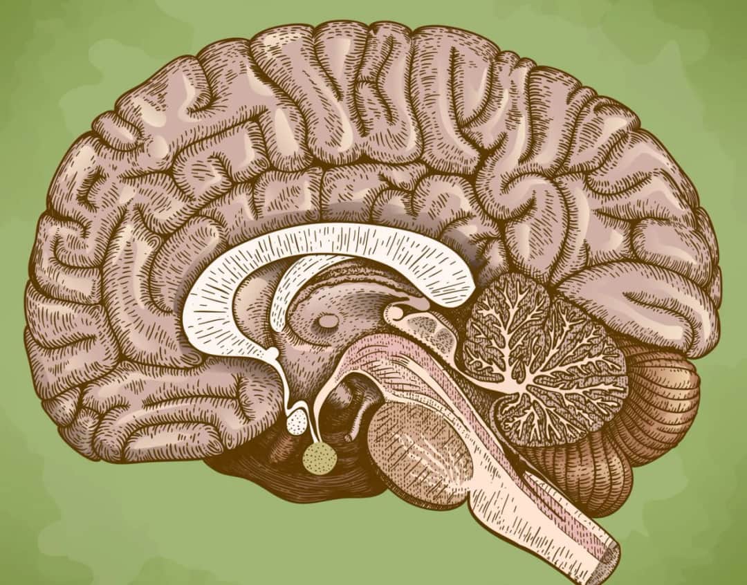 Hipoplazja ciałka modzelowatego objawy - co warto wiedzieć o skutkach