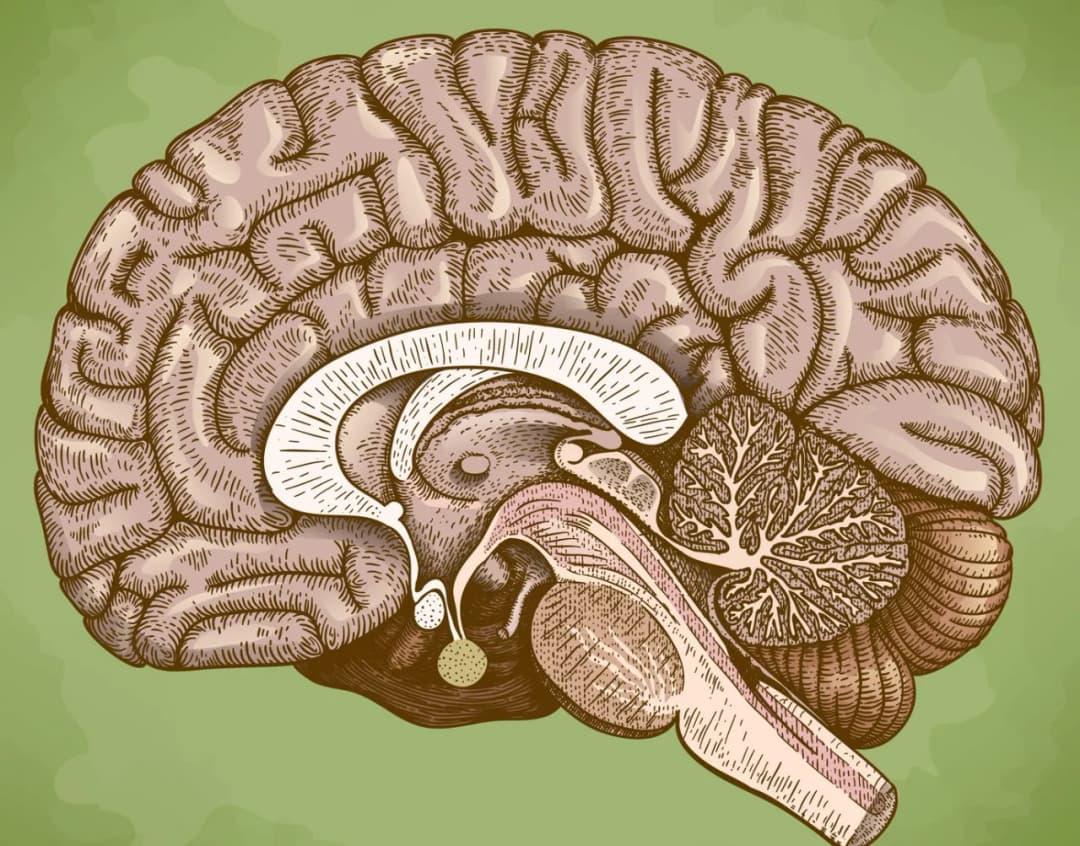 Hipoplazja ciałka modzelowatego objawy - co warto wiedzieć o skutkach