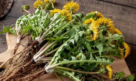 Jak zażywać korzeń mniszka, aby wspierać zdrowie i trawienie