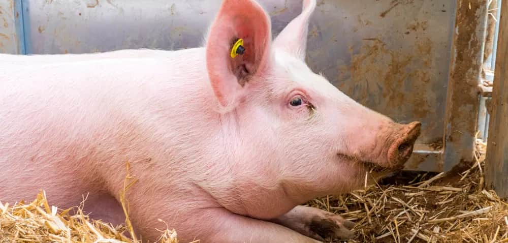 Przebiałkowanie świń objawy: Jak rozpoznać i uniknąć problemów zdrowotnych